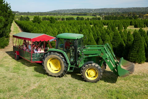 Christmas Tree Farm - Accommodation in Bendigo 1