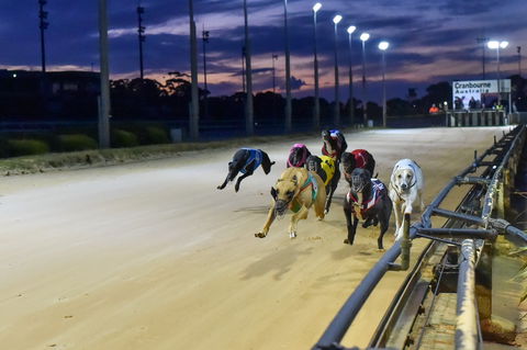 Cranbourne Greyhound Racing Club - Accommodation in Bendigo 1