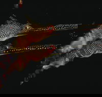 Eagle Rock Marine Sanctuary - Accommodation in Bendigo