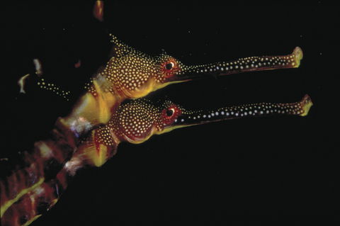 Eagle Rock Marine Sanctuary - Accommodation in Bendigo 0