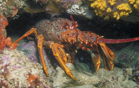 Eagle Rock Marine Sanctuary - Accommodation in Bendigo 1