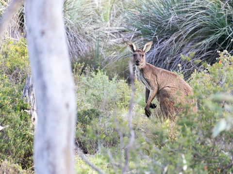 Kaiserstuhl Conservation Park - Accommodation in Bendigo 0