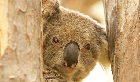 Koala Reserve - Accommodation in Bendigo 0