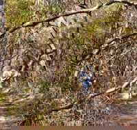 Lyrebird Dell walking track - Accommodation in Bendigo