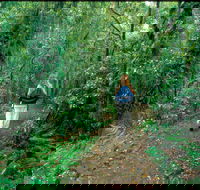 Mount Cougal Springbrook National Park - Accommodation in Bendigo