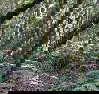 Summit Walking Track Mount Hyland Nature Reserve - Accommodation in Bendigo