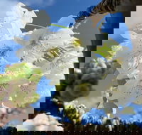 Tasmania Birchs Bay Cherries - Accommodation in Bendigo