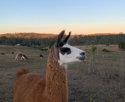 The Llama Farm - Accommodation in Bendigo 0