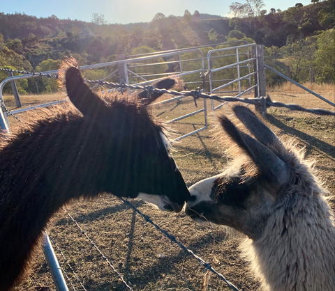 The Llama Farm - Accommodation in Bendigo 1