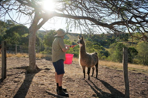 The Llama Farm - Accommodation in Bendigo 2