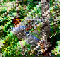 TreeTop Challenge Currumbin Wildlife Sanctuary - Accommodation in Bendigo