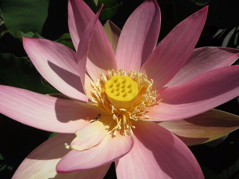 Wallis Creek Water Garden - Accommodation in Bendigo 0