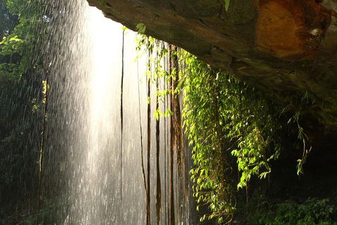 Rainforest & Waterfall Experience - Accommodation in Bendigo 9