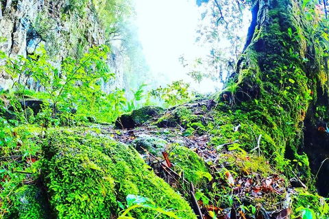 Rainforest & Waterfall Experience - Accommodation in Bendigo 8