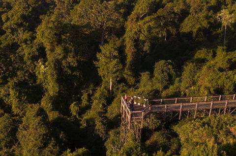Rainforest & Waterfall Experience - Accommodation in Bendigo 5