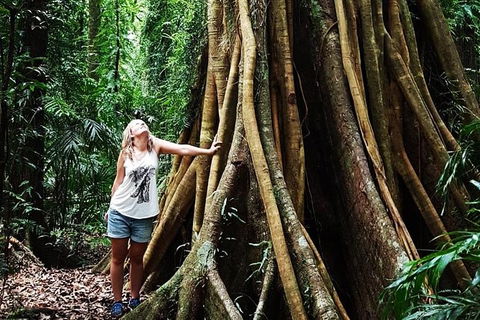 Rainforest & Waterfall Experience - Accommodation in Bendigo 3