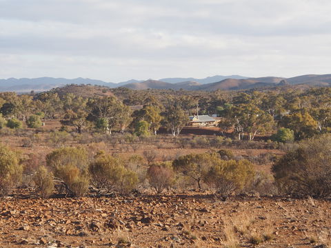 Blinman Belt And Buckle Maker Outback Studio/gallery - Accommodation in Bendigo 1