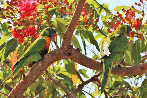 Half Day Manly Beach And More - Accommodation in Bendigo 10