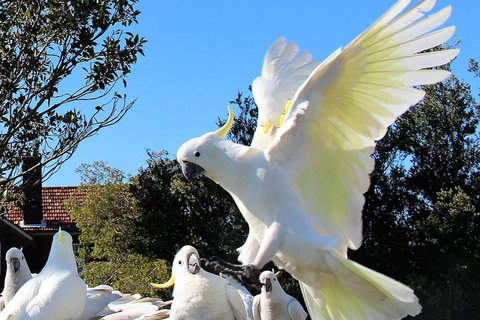 Half Day Manly Beach And More - Accommodation in Bendigo 1