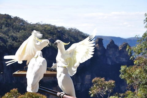 All-Inclusive Blue Mountains Tour In A Luxury Mercedes Sprinter - Accommodation in Bendigo 1