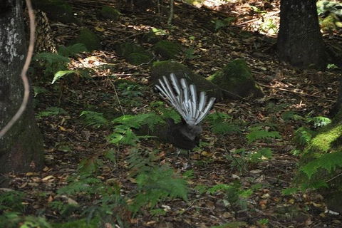 All-Inclusive Blue Mountains Tour In A Luxury Mercedes Sprinter - Accommodation in Bendigo 5