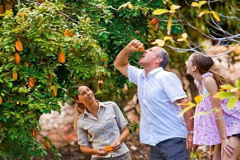 Full-Day Guided Tour Byron Bay With Pickup - Accommodation in Bendigo 1