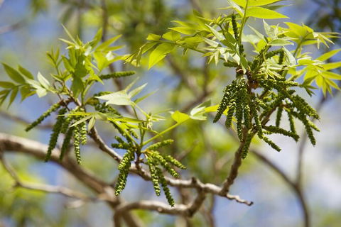 Pecan Farm Tour And Workshop, Byron Bay Hinterland - Accommodation in Bendigo 2