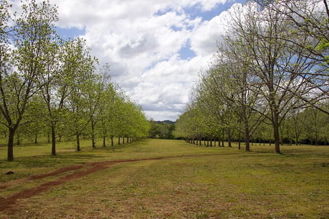 Pecan Farm Tour And Workshop, Byron Bay Hinterland - Accommodation in Bendigo 6