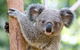 Currumbin Wildlife Sanctuary General Entry Ticket - thumb 17