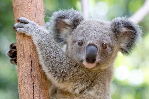 Currumbin Wildlife Sanctuary General Entry Ticket - Accommodation in Bendigo 17