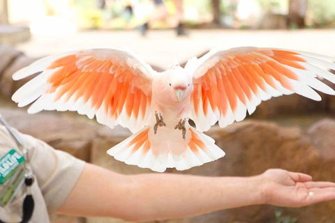 Currumbin Wildlife Sanctuary General Entry Ticket - Accommodation in Bendigo 18