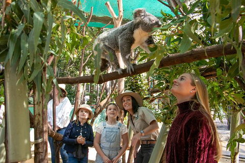 Currumbin Wildlife Sanctuary General Entry Ticket - Accommodation in Bendigo 14