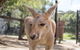 Currumbin Wildlife Sanctuary General Entry Ticket - thumb 9
