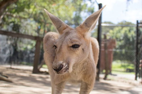 Currumbin Wildlife Sanctuary General Entry Ticket - Accommodation in Bendigo 9