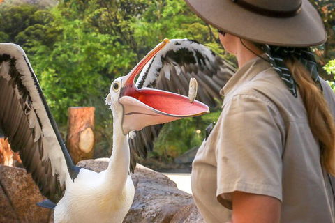 Currumbin Wildlife Sanctuary General Entry Ticket - Accommodation in Bendigo 19