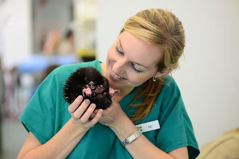 Currumbin Wildlife Sanctuary General Entry Ticket - Accommodation in Bendigo 8