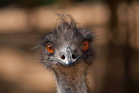 Currumbin Wildlife Sanctuary General Entry Ticket - Accommodation in Bendigo 10