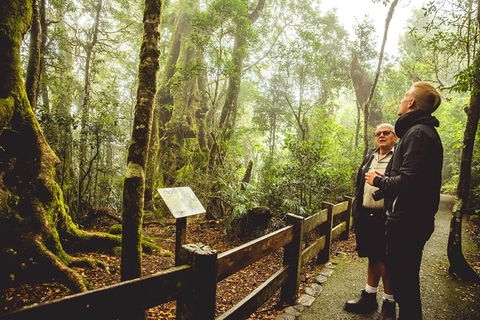 Full-day Springbrook National Park Tour From The Gold Coast - Accommodation in Bendigo 1