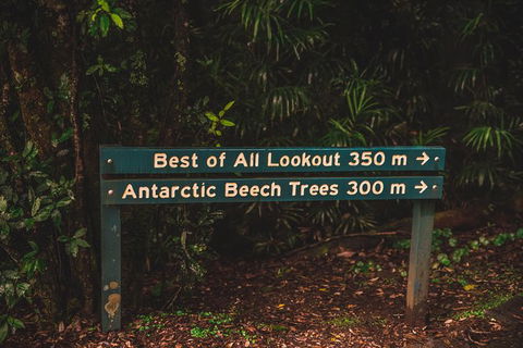 Full-day Springbrook National Park Tour From The Gold Coast - Accommodation in Bendigo 3