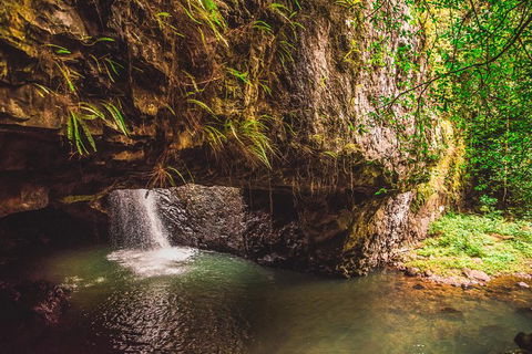 Full-day Springbrook National Park Tour From The Gold Coast - Accommodation in Bendigo 8