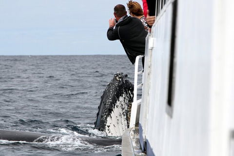 Whale Watching Tour In Gold Coast - Accommodation in Bendigo 8