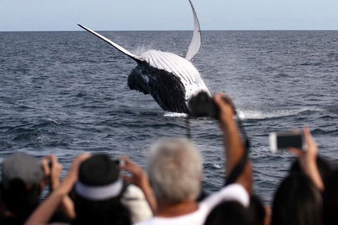 Whale Watching Tour In Gold Coast - Accommodation in Bendigo 1