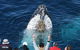 Whale Watching Tour In Gold Coast - thumb 0