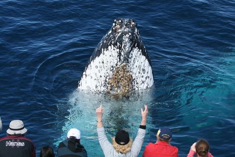 Whale Watching Tour In Gold Coast - Accommodation in Bendigo 0