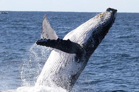 Whale Watching Tour In Gold Coast - Accommodation in Bendigo 3