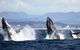 Whale Watching Tour In Gold Coast - thumb 6