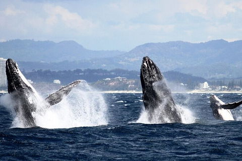 Whale Watching Tour In Gold Coast - Accommodation in Bendigo 6