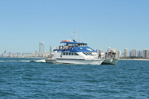 Whale Watching Tour In Gold Coast - Accommodation in Bendigo 4