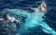 Whale Watching Tour In Gold Coast - thumb 5