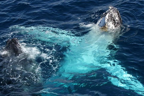 Whale Watching Tour In Gold Coast - Accommodation in Bendigo 5